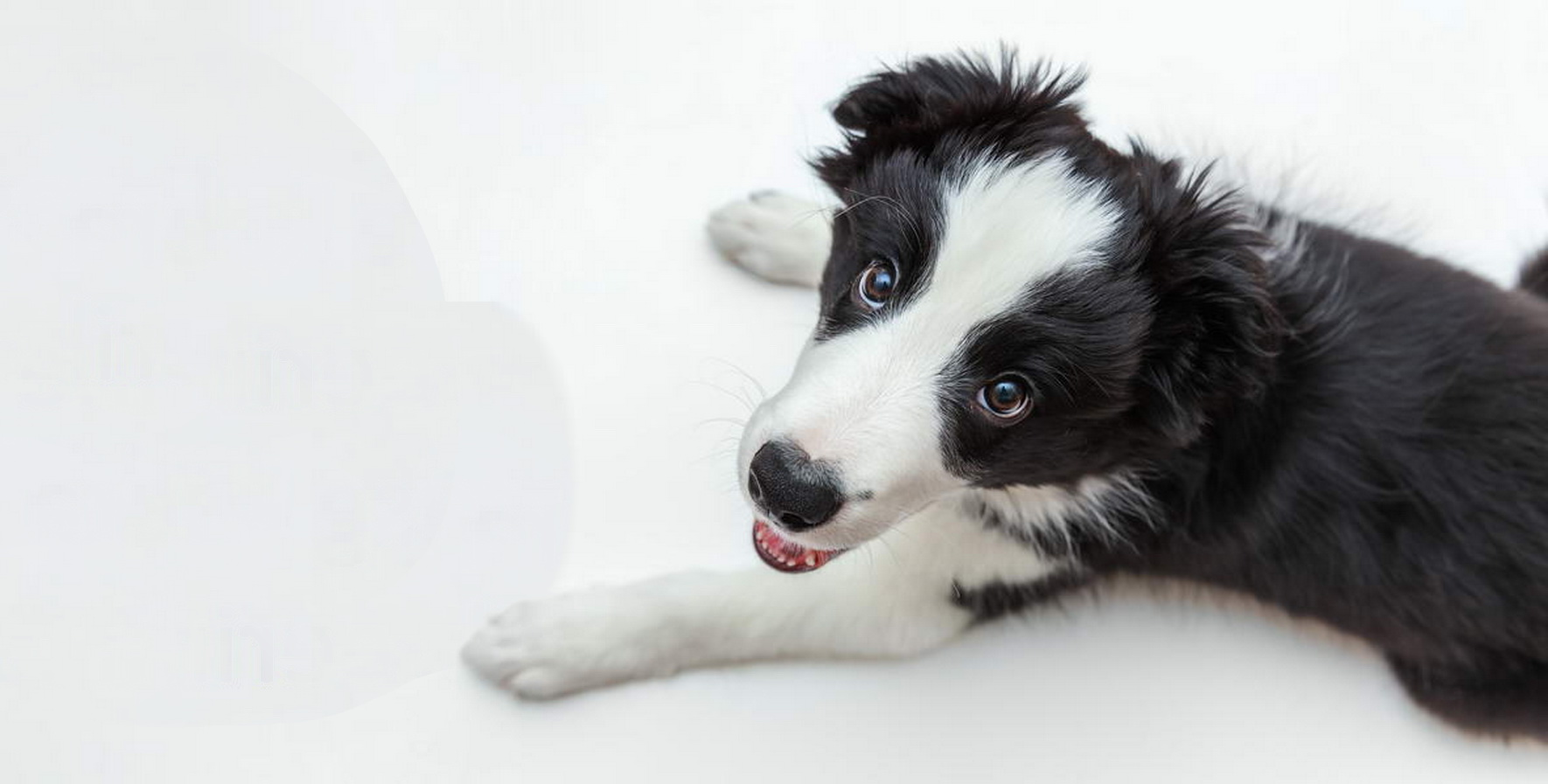 Puppy
